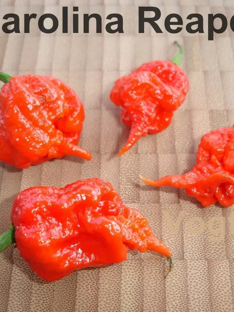 1000 Carolina Reaper HP22B Seeds World Record Chili up to 2.2 million Scoville 1000 Seeds seeds bulk