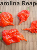 1000 Carolina Reaper HP22B Seeds World Record Chili up to 2.2 million Scoville 1000 Seeds seeds bulk