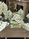 Artificial Caladium Plant, Fake Greenery with Foliage, Home Tropical Leafy Houseplant, Indoor White Christmas, Outdoor Garden Floral Decor faux plants