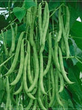 20 Seeds German Boneless Bean Seed, Natural Bean, Non GMO, Heirloom, Easy To Grow seeds bulk