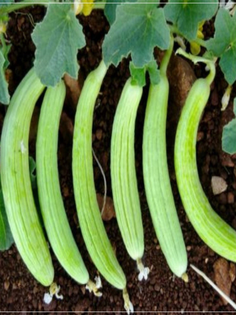 50 Seeds Super Armenian Yard Long Cucumber Seed, Snake Vegetable, Punjabi Tar, Natural, Heirloom seeds bulk
