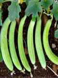 50 Seeds Super Armenian Yard Long Cucumber Seed, Snake Vegetable, Punjabi Tar, Natural, Heirloom seeds bulk