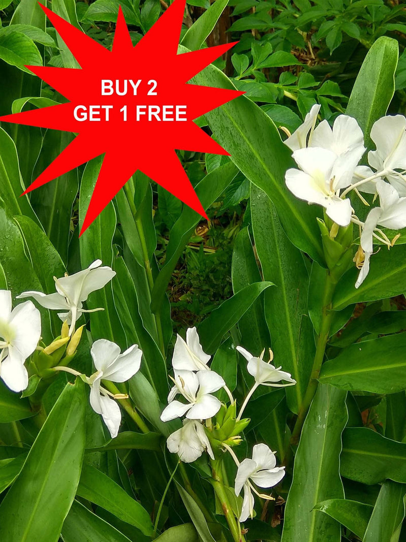 White ginger / Hedychium coronarium / Butterfly lily / India Garland / 1 Rhizome flower spore