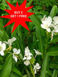 White ginger / Hedychium coronarium / Butterfly lily / India Garland / 1 Rhizome flower spore