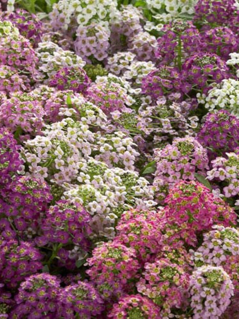 50+ seeds lovely Unique Wonderland Mulberry Mix Alyssum Seeds seeds bulk