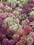 50+ seeds lovely Unique Wonderland Mulberry Mix Alyssum Seeds seeds bulk