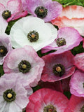 Mother of Pearl Shirley Poppy Seeds, Pastel Lacy Flower, English Cottage Garden, 50 Seeds flower seeds