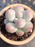 Pachyphytum Oviferum sp Tangyuan,  10 seeds [SEEDS ONLY] seeds bulk