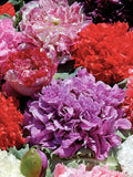 50+ Giant Double Mix Peony Poppy Seeds / Papaver Somniferum / Cottage Garden Flower /Early Spring Fall Autumn Sowing  (G36) F seeds bulk