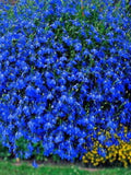 Bulk Trailing Blue Carpet Lobelia Seeds, Erinus Lobelia, Ground Cover or Hanging Baskets ES012C seeds bulk