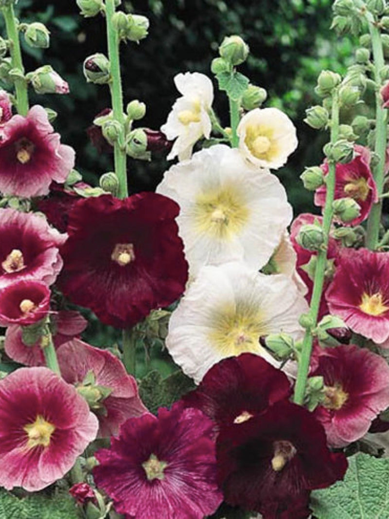 Indian Spring Hollyhock Seeds, Mix Color Alcea Rosea, Cottage Garden, 20 Seeds seeds bulk