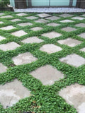 50 Seeds Frost Resistant Dichondra Repens Mouse Ear Seeds, Anagallis Flower Seed, Natural, Non GMO, Heirloom seeds bulk