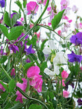 Royal Family Mix Sweet Pea Seeds, Fragrant Flower, 25 Seeds seeds bulk