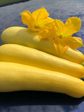 Bulk Straightneck Yellow Squash Seeds, Summer Squash Bulk, Curcubita Pepo CB011C seeds bulk