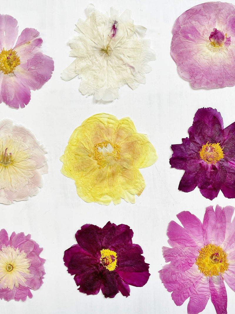 Pressed peony flower set with mixed colors, flat dried blossoms for resin and crafts