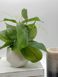 Fake Plant in Small Geometric Pot, Artificial Big Leaf Plant for Coffee Table, Faux Plants for Sofa Tray, Bathroom Shelf Greenery Decor Idea faux plants