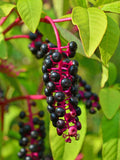 Pokeweed (Phytolacca americana) Seeds seeds bulk