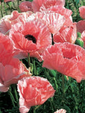 Pizzicato Poppy Mix Seeds: Perennial Cottage Garden Flowers, 50 Seeds seeds bulk