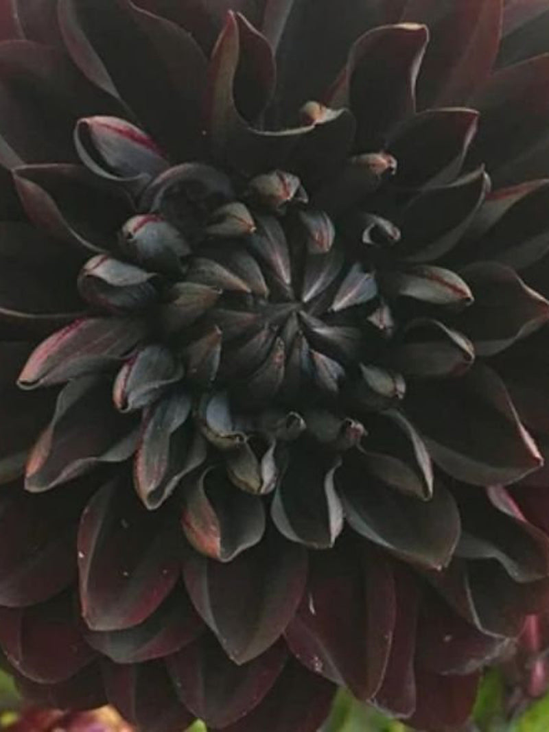 US-Seller Rare Beautiful Perennial Black Dahlia Flowers Seeds 20PCS._#1120_ flower seeds