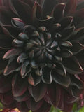 US-Seller Rare Beautiful Perennial Black Dahlia Flowers Seeds 20PCS._#1120_ flower seeds