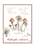 LOWER PRICE! Psilocybe cubensis mushroom limited and open edition giclŽe print flower spore