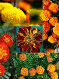 Mixed Color French Marigold Flower Seeds Canada, Container Gardening, Commercial Greenhouse Nursery Seeds, Red Gold seeds bulk