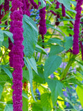 Bulk Dreadlock Amaranth Seeds, Ancient Grain, Hot Climate, Very nutritious grain, Amaranthus caudatus gibbosus AM011C seeds bulk