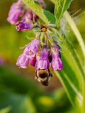 True Comfrey Seeds - Super Plant / Common Comfrey / Symphytum officinale / Knitbone / Natural Chicken Feed / Super Permiculture Plant Seeds seeds bulk