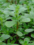 Green Purslane Seeds | Organic seeds bulk