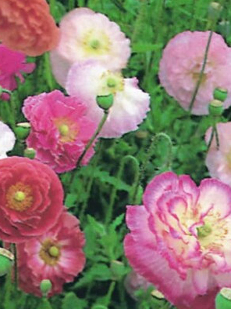Double Shirley Poppy Seeds - Mixed Colors, Cottage Garden, 100 Seeds seeds bulk