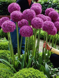 20 Allium Giganteum Seeds Ð Giant Purple Flower, Ornamental Plant, Easy to Grow, Perennial Flower Garden flower spore