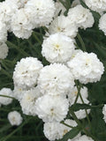 50+ MARSHMELLOW YARROW SEEDS - Achillea Ptarmica / White Wedding Dream Flower Seeds / Achillea Double White Yarrow Seeds seeds bulk