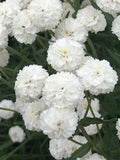 50+ MARSHMELLOW YARROW SEEDS - Achillea Ptarmica / White Wedding Dream Flower Seeds / Achillea Double White Yarrow Seeds flower seeds