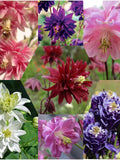 DOUBLE COLUMBINE FLOWER Seeds - Aquilegia Vulgaris / Woodland Fern Flower / Double Winky Barlow Columbine Seeds seeds bulk