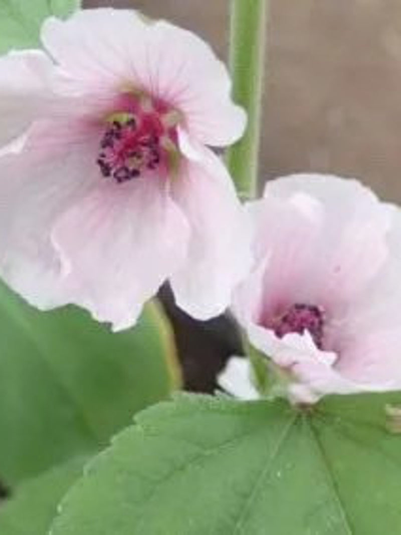 Bulk Marsh Mallow Seeds, Althaea Officinalis, Edible Plants AL1050 seeds bulk