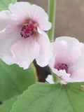 Bulk Marsh Mallow Seeds, Althaea Officinalis, Edible Plants AL1050 seeds bulk