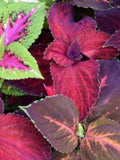 Bulk Rainbow Mix Coleus Seeds, Indoor Shade Plant CC072C seeds bulk