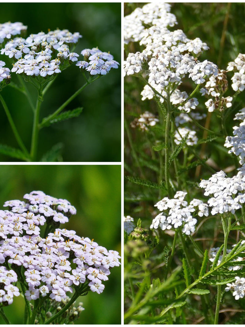 100+ WHITE YARROW SEEDS seeds bulk