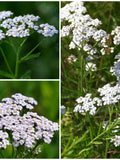 100+ WHITE YARROW SEEDS seeds bulk