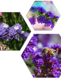 50+ STATICE FLOWER SEEDS - Art Shades of Blue Rose Pink Yellow and White Statice Seeds FLOWER DELIVERY