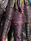Black Nebula Carrot Seeds | Organic seeds bulk