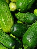 Boston Pickling Cucumber Seeds | Heirloom | Organic seeds bulk