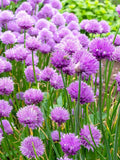 Bulk Wild Chive Seeds, Allium Schoenoprasum AL401C seeds bulk