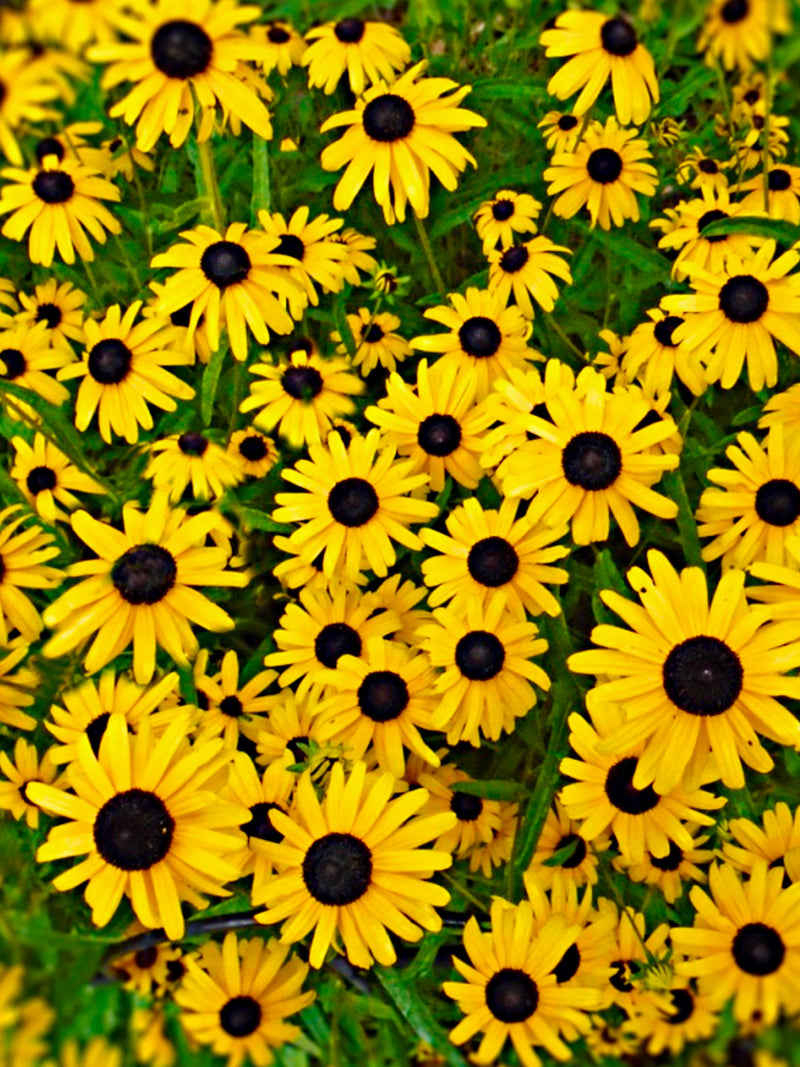 Toto Black Eyed Susan Flower Seeds - Grow Beautiful Flowers Indoors, Outdoors, In Pots, Grow Beds, Soil, Hydroponics & Aquaponics flower seeds