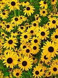 Toto Black Eyed Susan Flower Seeds - Grow Beautiful Flowers Indoors, Outdoors, In Pots, Grow Beds, Soil, Hydroponics & Aquaponics flower seeds