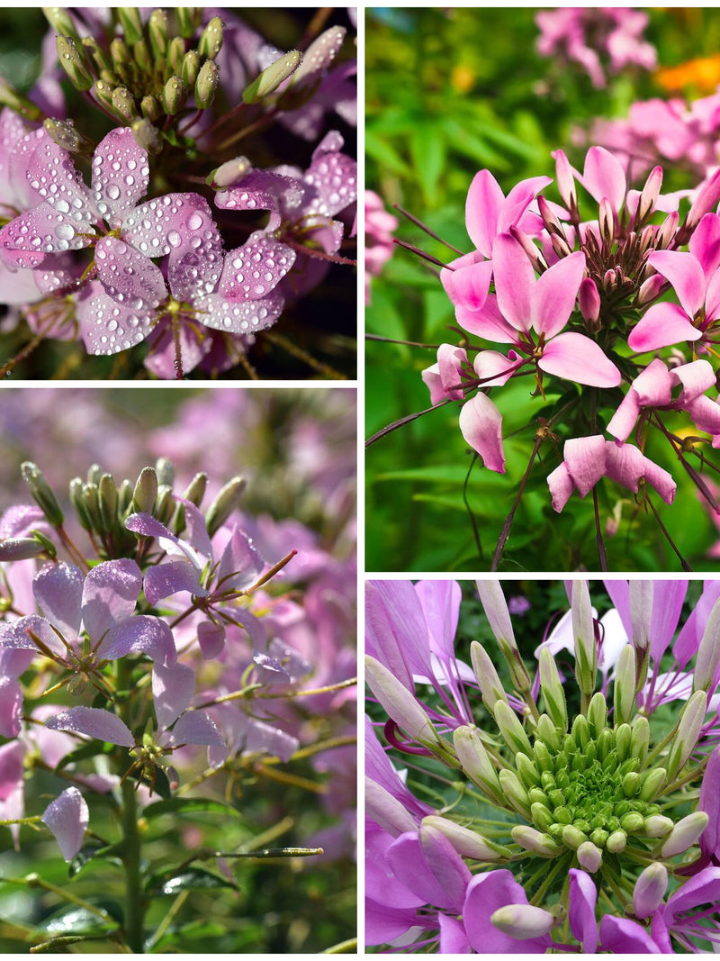 PINK QUEEN CLEOME Seeds - Cleome Spinosa - Spider Flower / Spider Plant flower spore