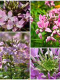PINK QUEEN CLEOME Seeds - Cleome Spinosa - Spider Flower / Spider Plant flower spore