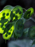 Lunaria Flower Seeds - Honesty / Dollar Plant / Money Plant / Moneywort / Moonwort / Popes Currency & Silver Dollar Plant Seeds flower seeds