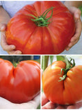 HUGE Tomatoes SICILIAN SAUCER Tomato Seeds - Solanum lycopersicum l Italian Heirloom Tomatoes for Sauce l Non Gmo Huge Heirloom Tomato Seeds seeds bulk