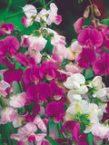 PERENNIAL | SWEET PEA | 10 Seeds | Extremely Fragrant | Vining Habit | Drought Tolerant | Fresh Organic Seed flower seeds